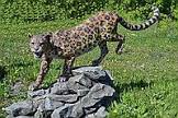Садовая фигура Леопард В-168 см