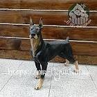 Фигура Собака Доберман большой H-48 см